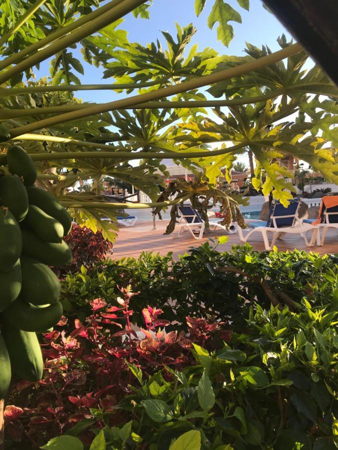 Apartamento Las Vistas Beach - Tenerife Royal Gardens プラヤ・デ・ラス・アメリカス エクステリア 写真